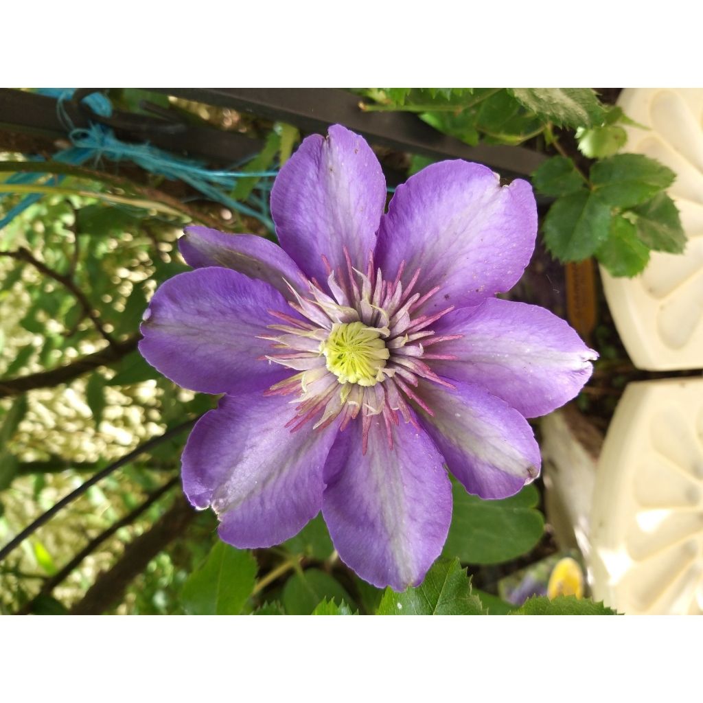 Clematis patens Multi Blue