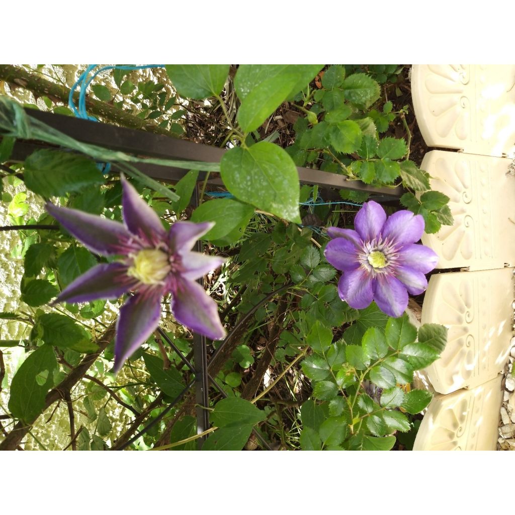 Clematis patens Multi Blue