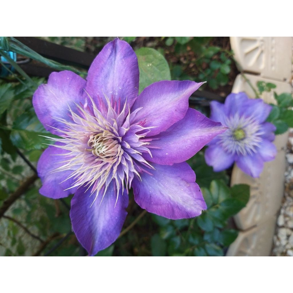 Clematis patens Multi Blue