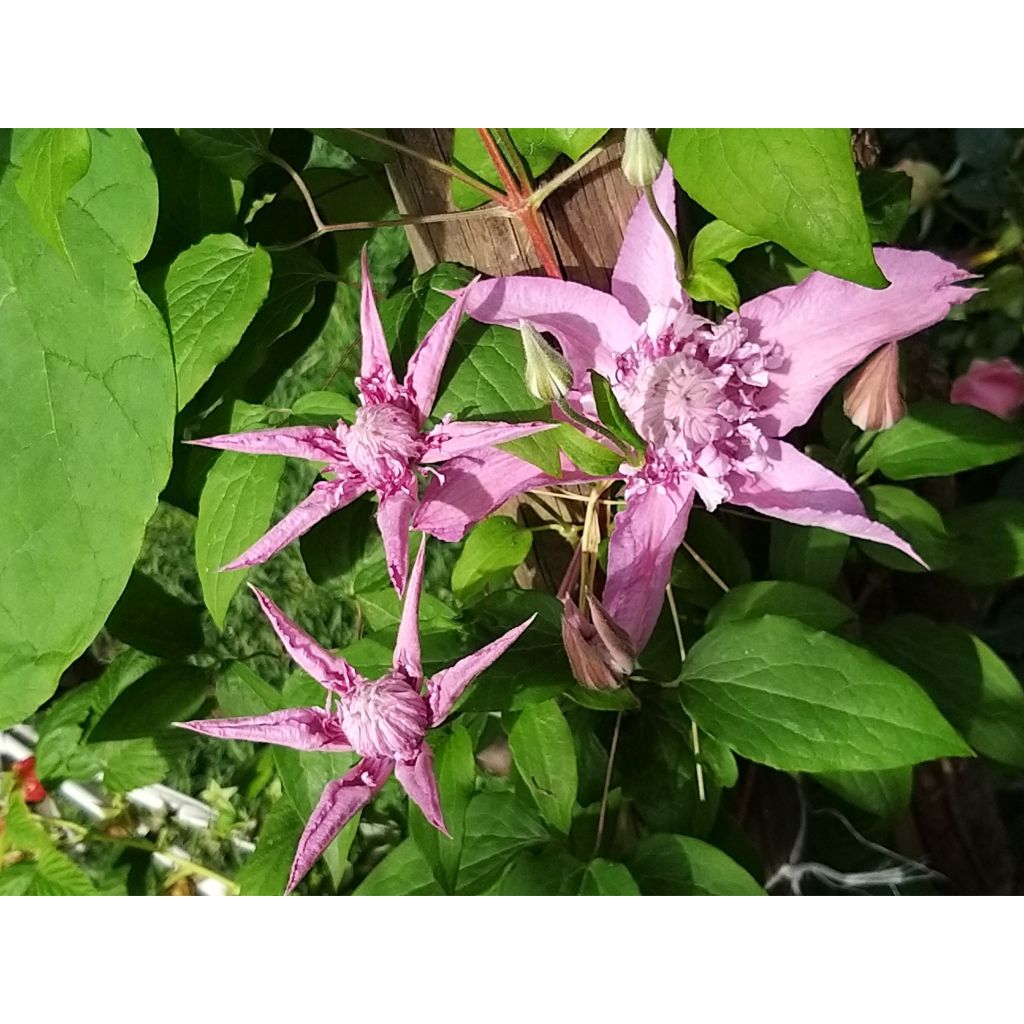 Clematis Multi Pink