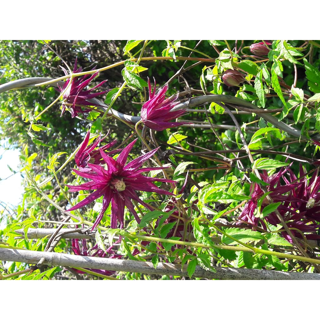 Clematis Octopus