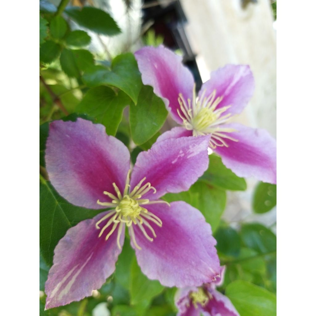 Clematis patens Piilu