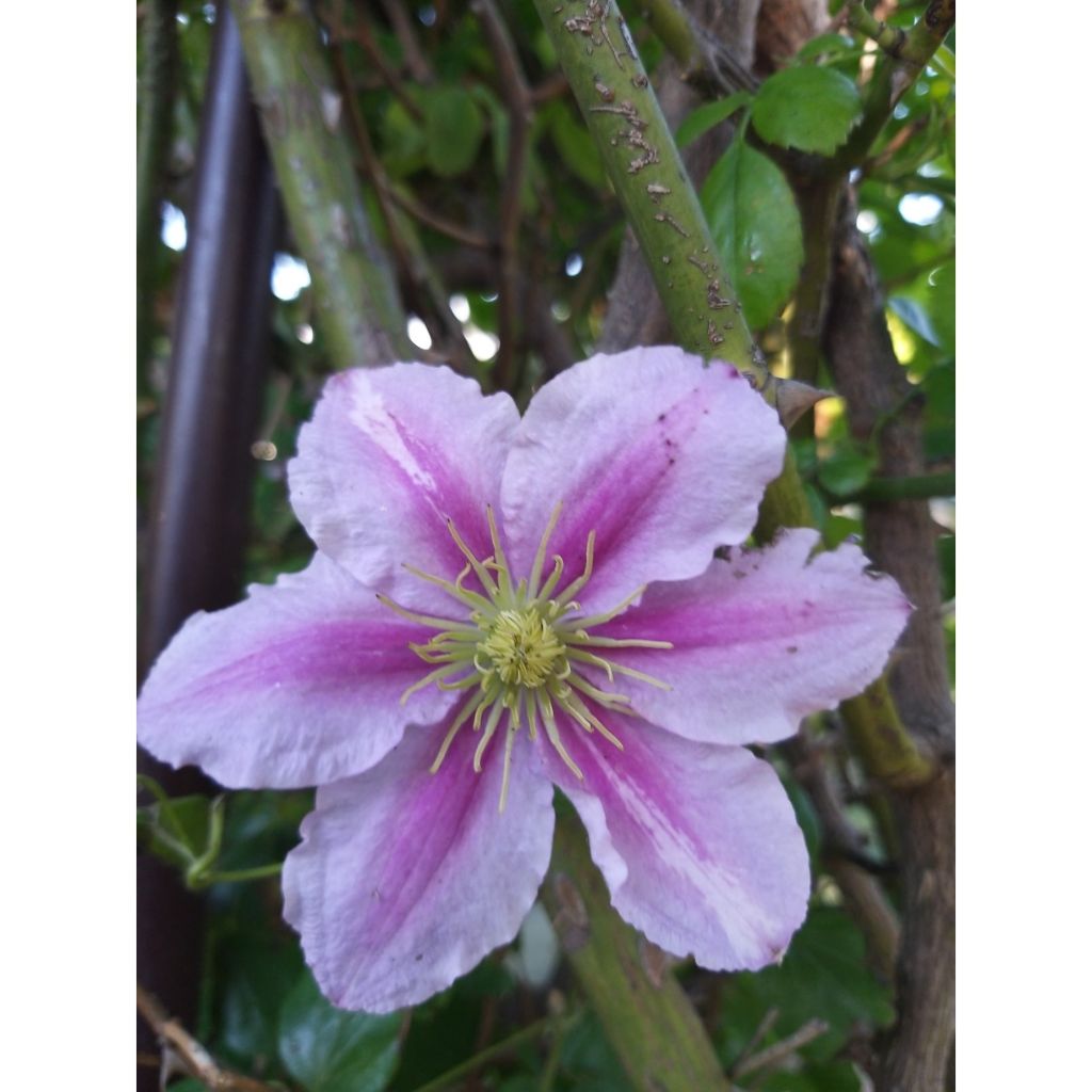 Clematis patens Piilu