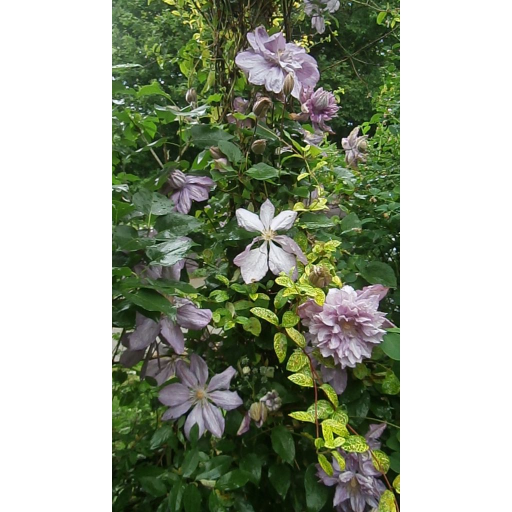 Clematis patens Proteus