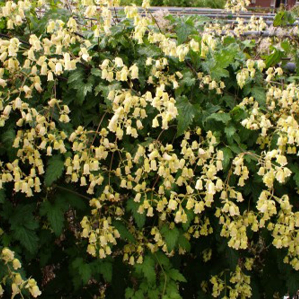 Clematis rehderiana 