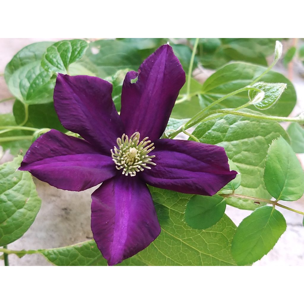 Clematis Romantika