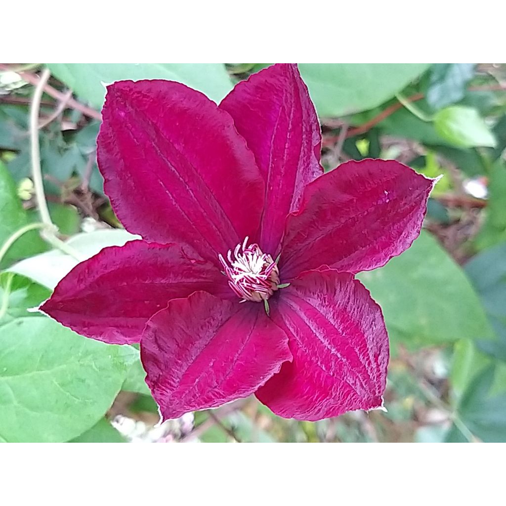 Clematis jackmanii Rouge Cardinal