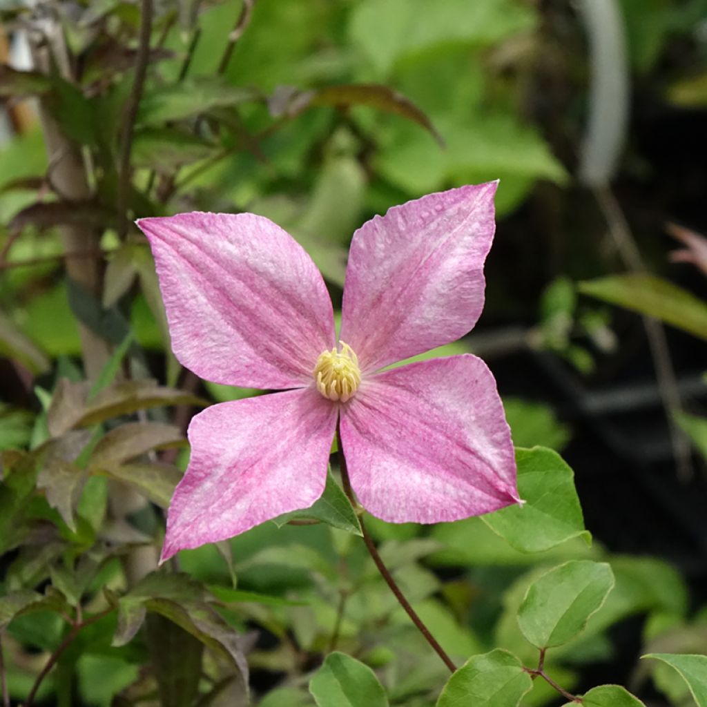 Clematis Grace