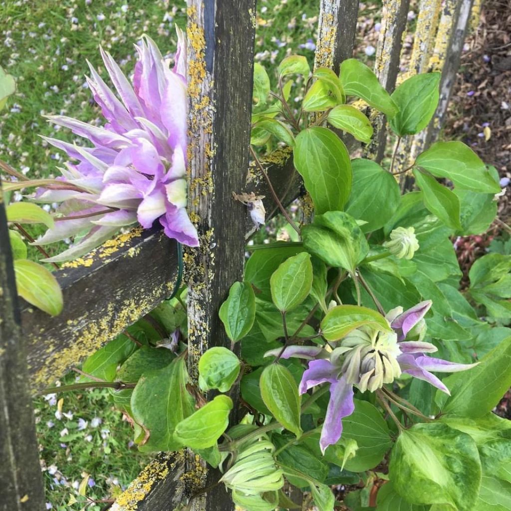 Clematis patens Teshio