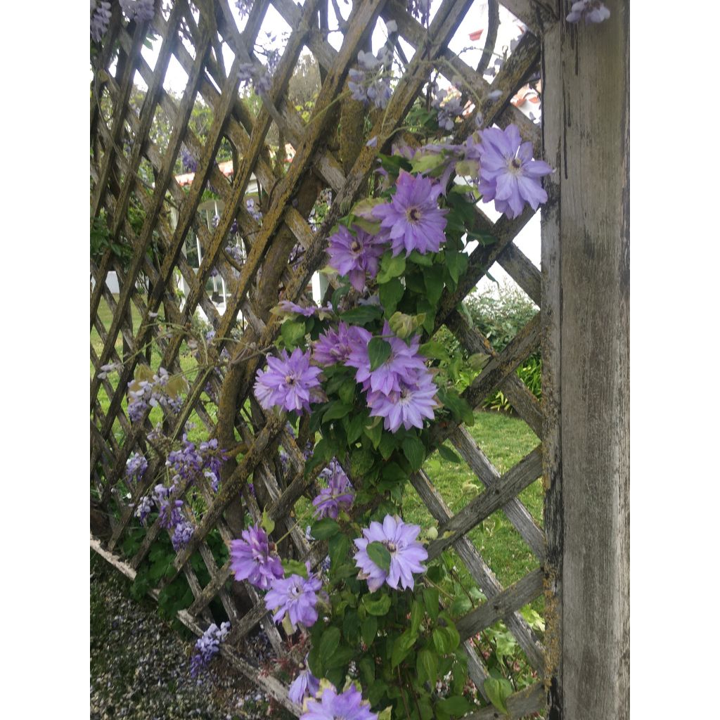 Clematis patens Teshio