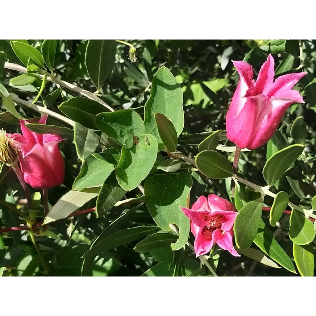 Clematis texensis Queen Maxima - Scarlet Leather Flower