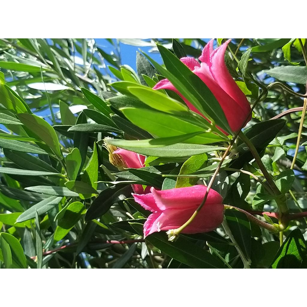 Clematis texensis Queen Maxima - Scarlet Leather Flower