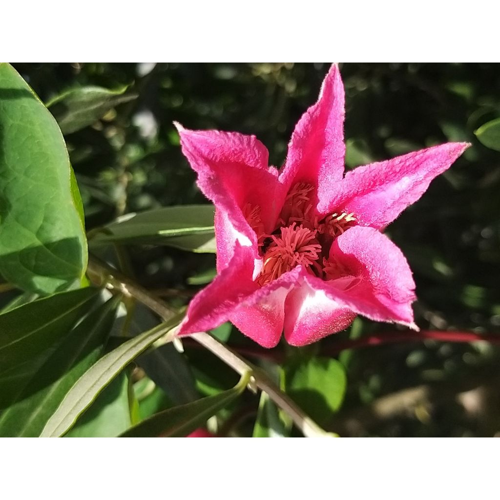 Clematis texensis Queen Maxima - Scarlet Leather Flower