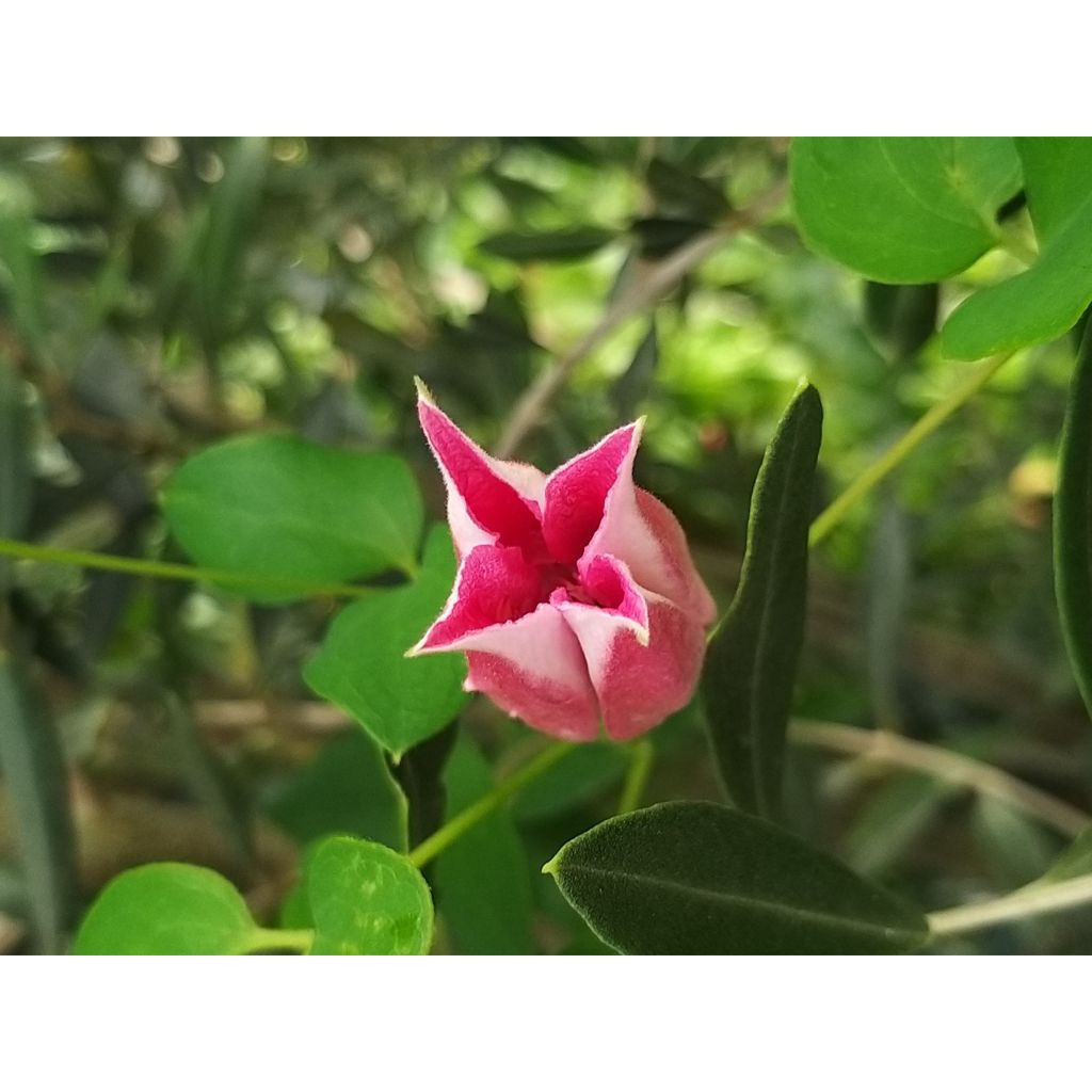 Clematis texensis Queen Maxima - Scarlet Leather Flower