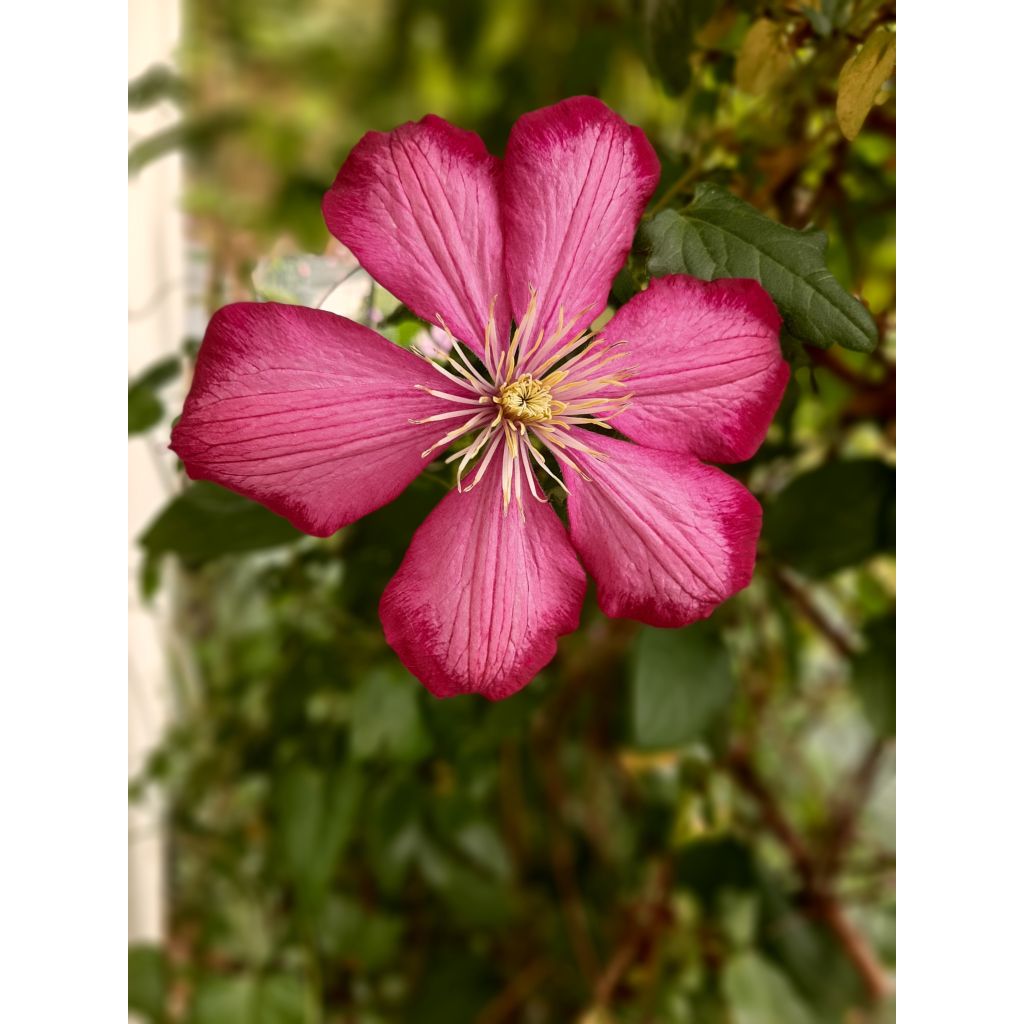 Clematis x viticella 'Ville de Lyon'