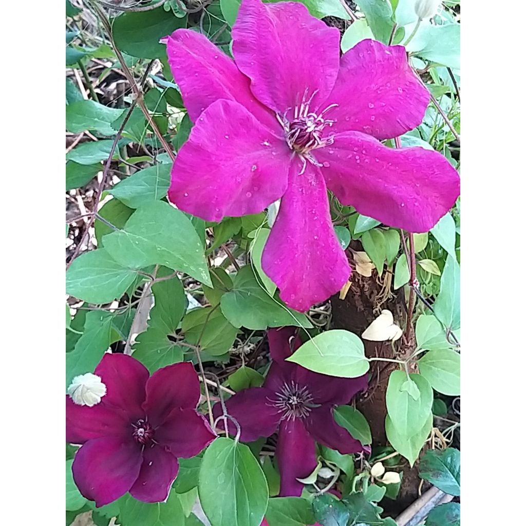 Clematis x patens Westerplatte