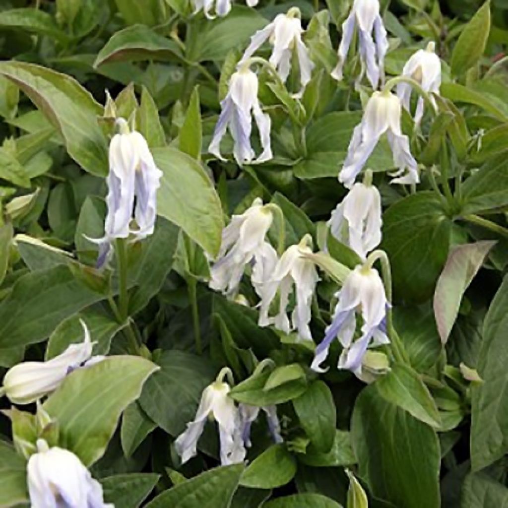 Clématite - Clematis integrifolia Hakuree