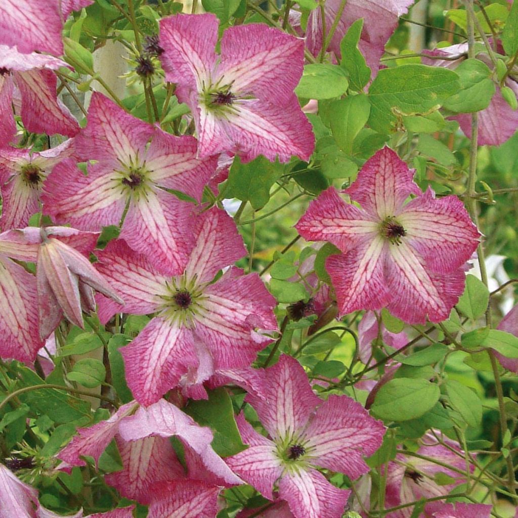 Clematis viticella I am Happy