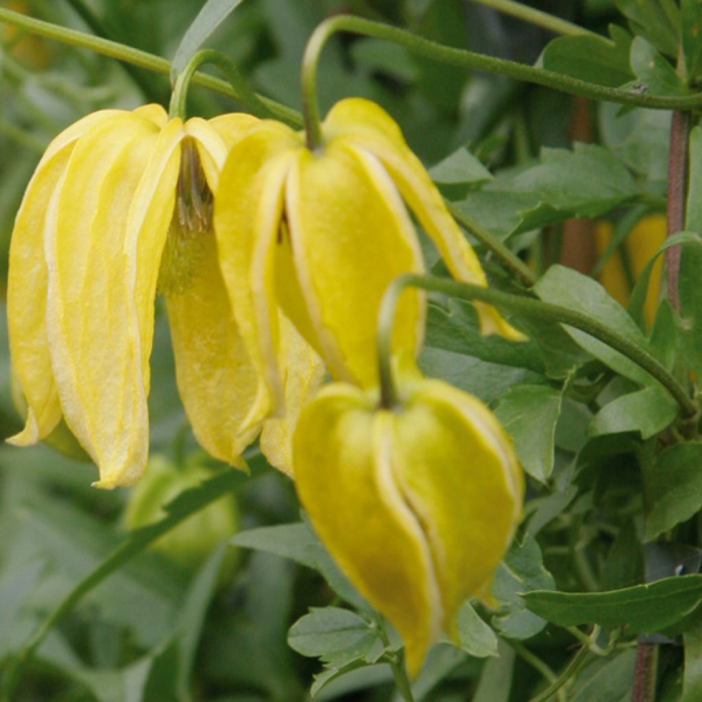 Clematis Lambton Park