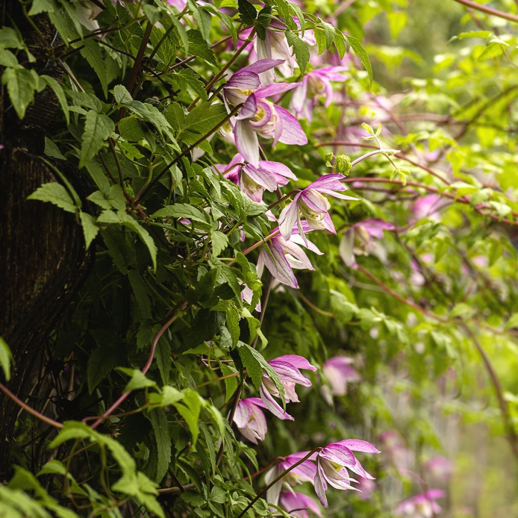 Clematis Willy