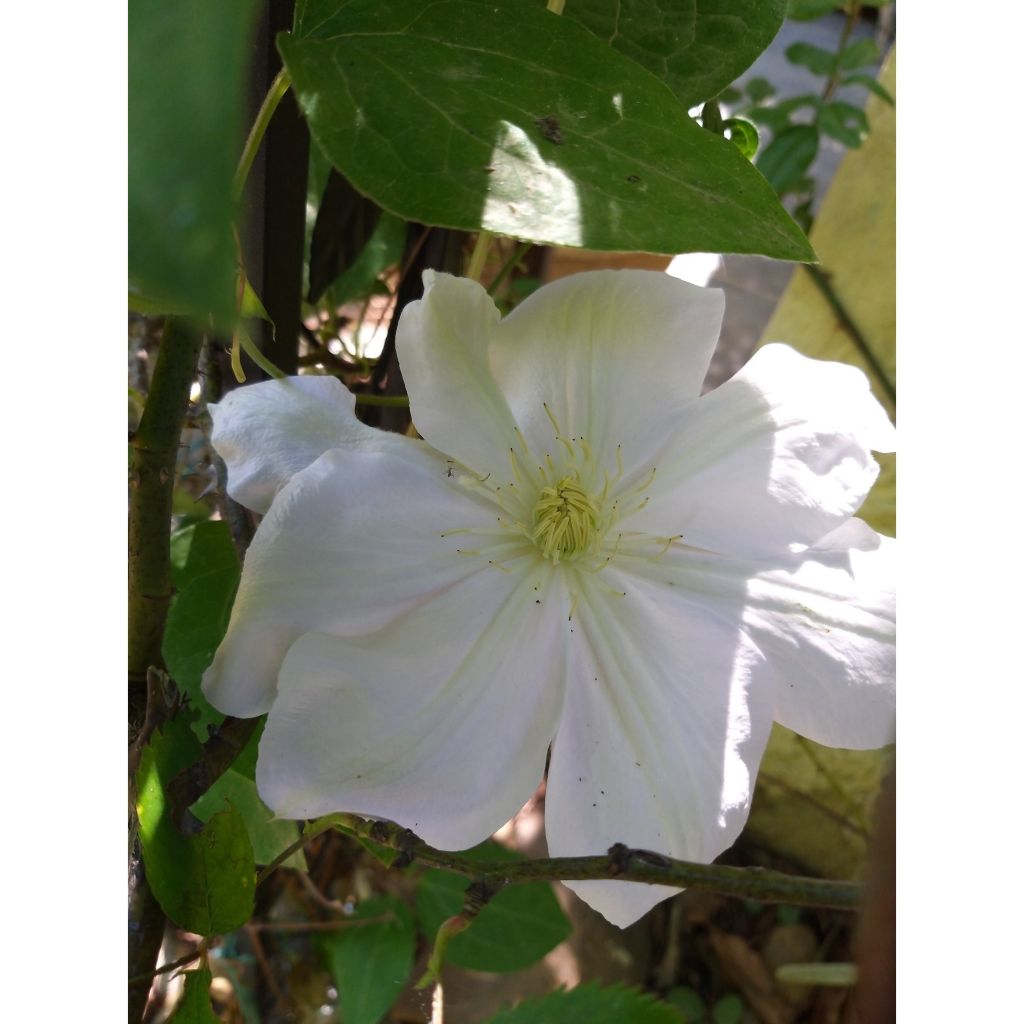 Clematis patens Madame Lecoultre