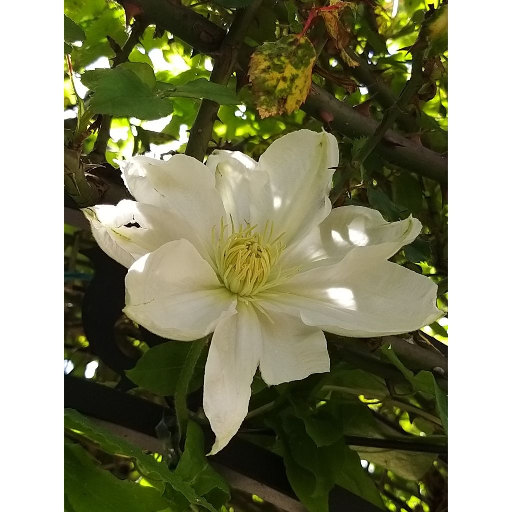 Clematis patens Madame Lecoultre