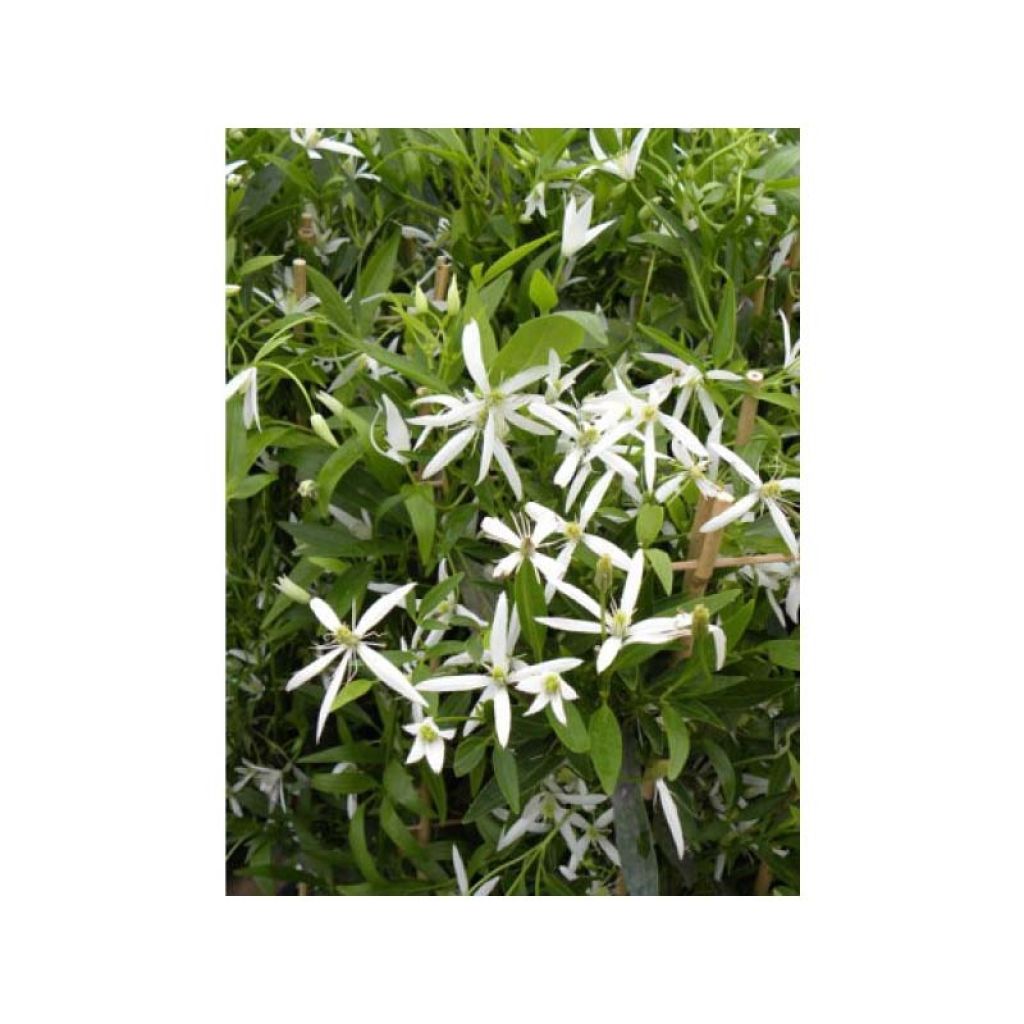 Clematis Southern Cross