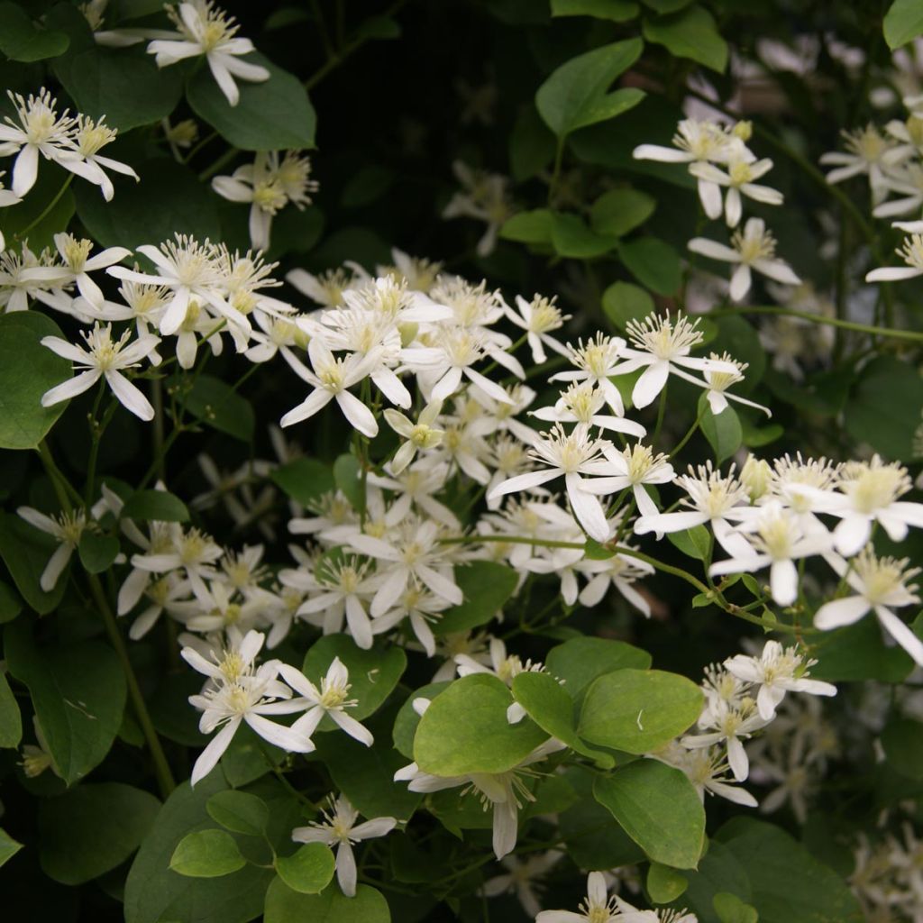 Clématite terniflora - Clématis - Clématite d'automne