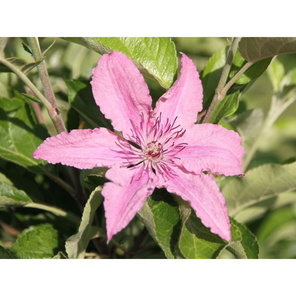 Clematis patens Hagley Hybrid