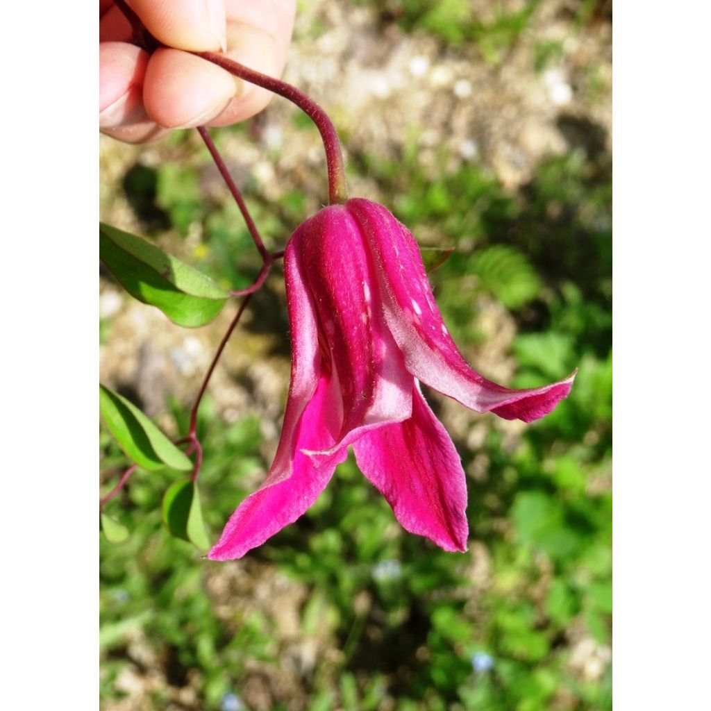 Clematis texensis Princess Diana - Scarlet Leather Flower
