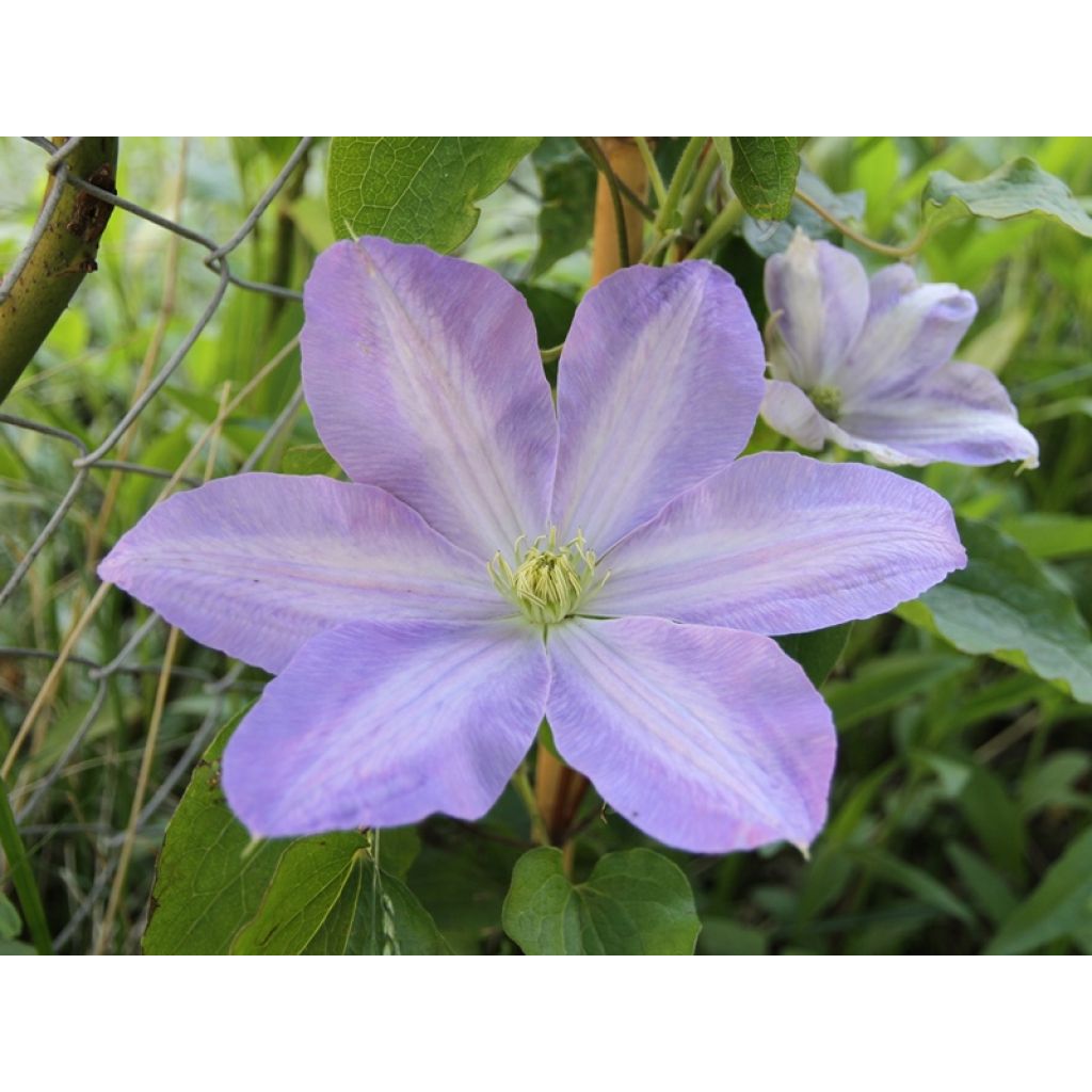 Clematis Success Lavender