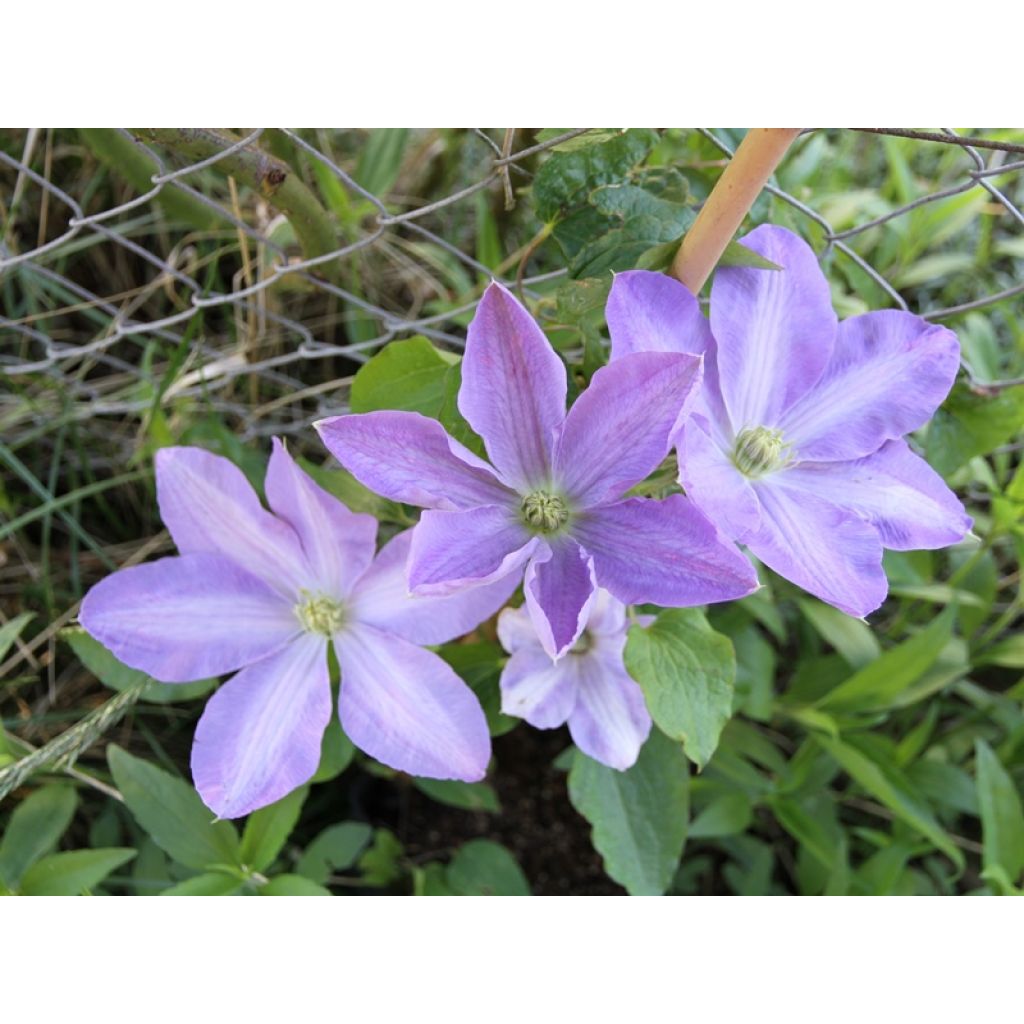 Clematis Success Lavender