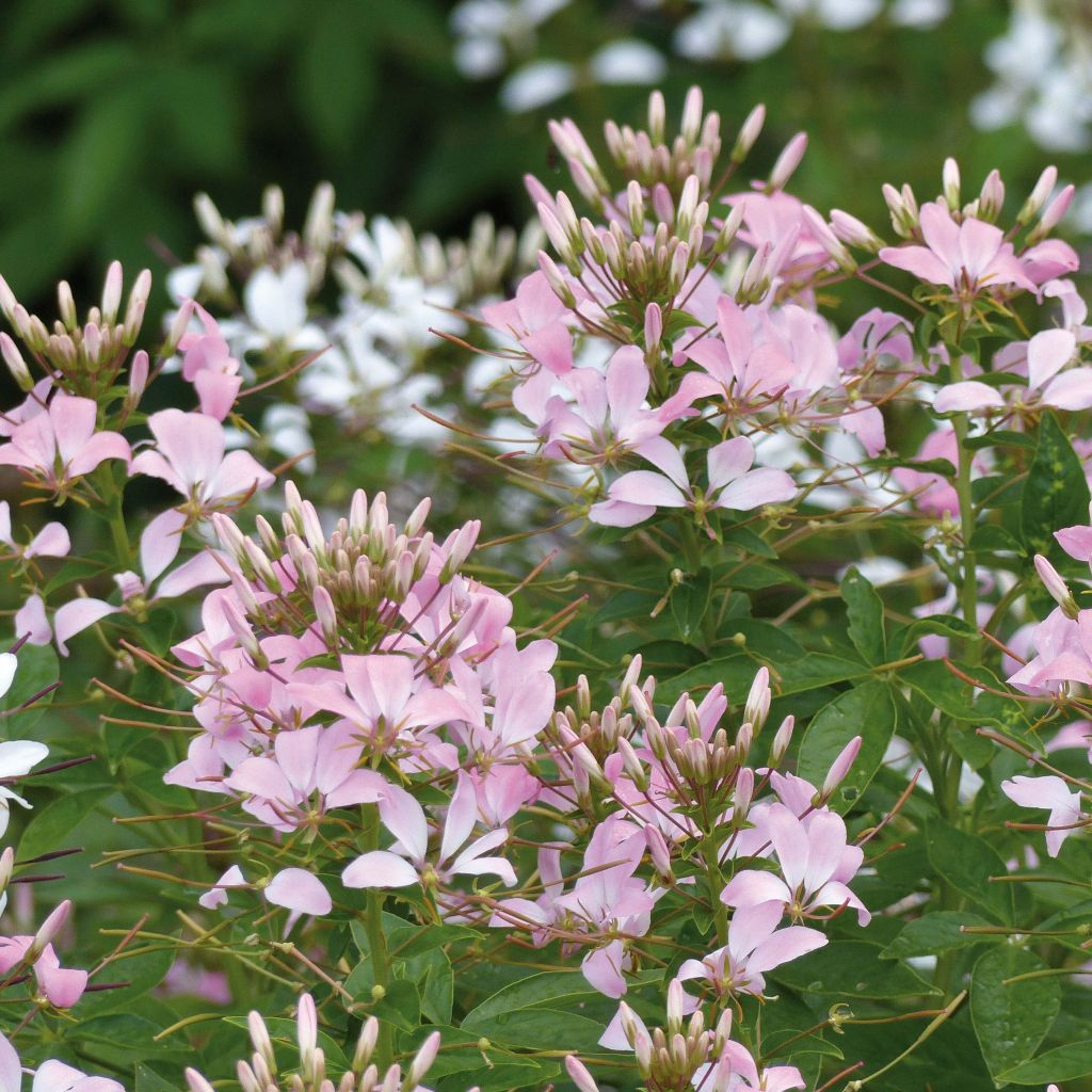 Cleome Señorita Carolina