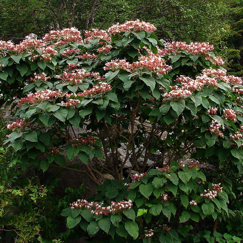 Clerodendrum trichotomum 