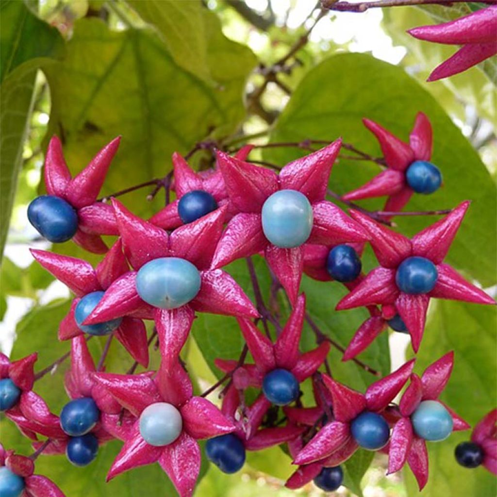 Clerodendrum trichotomum