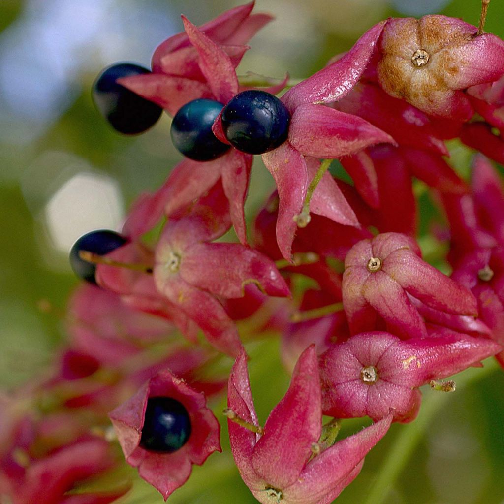 Clerodendrum trichotomum