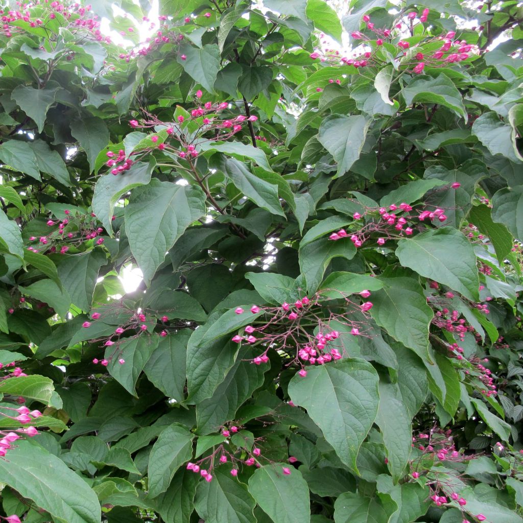 Clerodendrum trichotomum