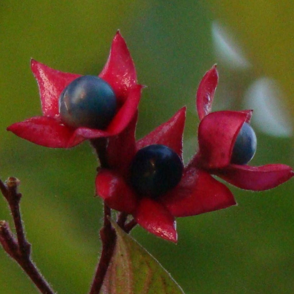 Clerodendrum trichotomum