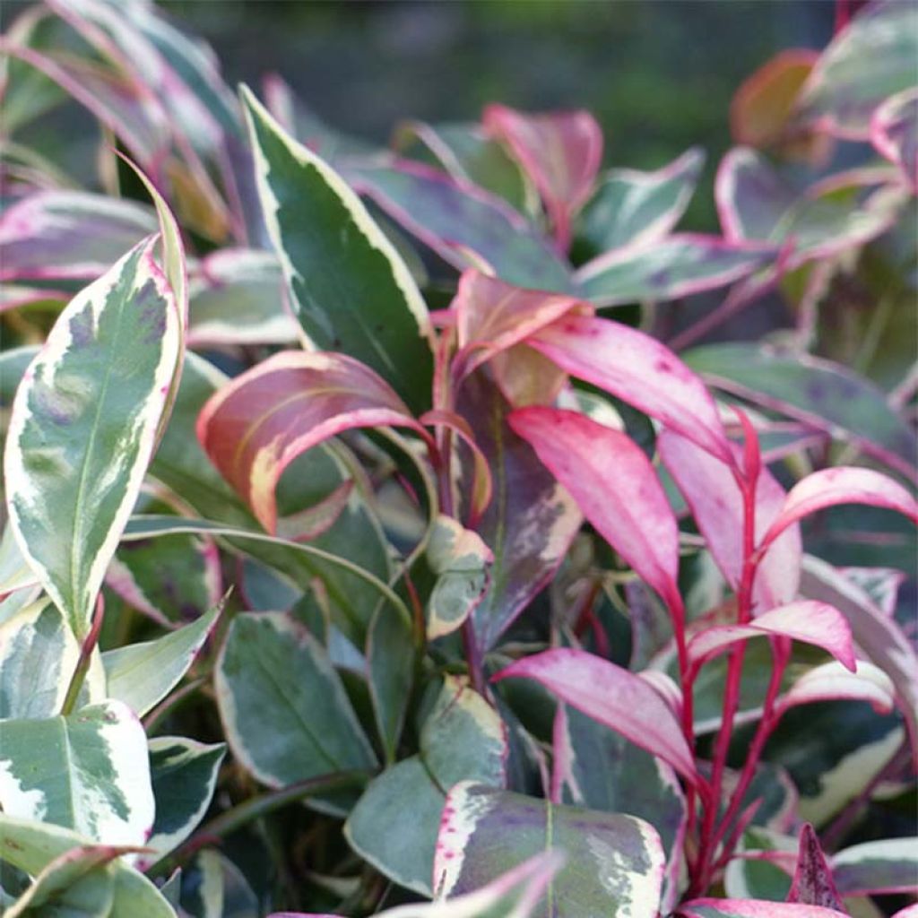 Cleyera japonica Variegata