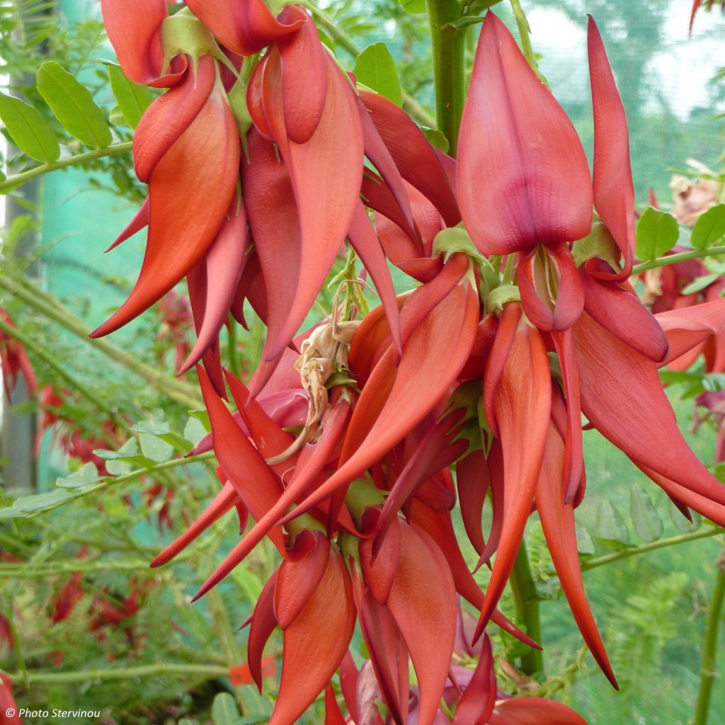 Clianthus puniceus Kaka King