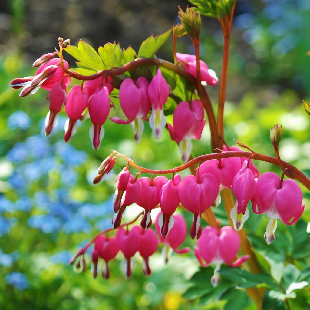 Dicentra spectabilis - Bleeding Heart