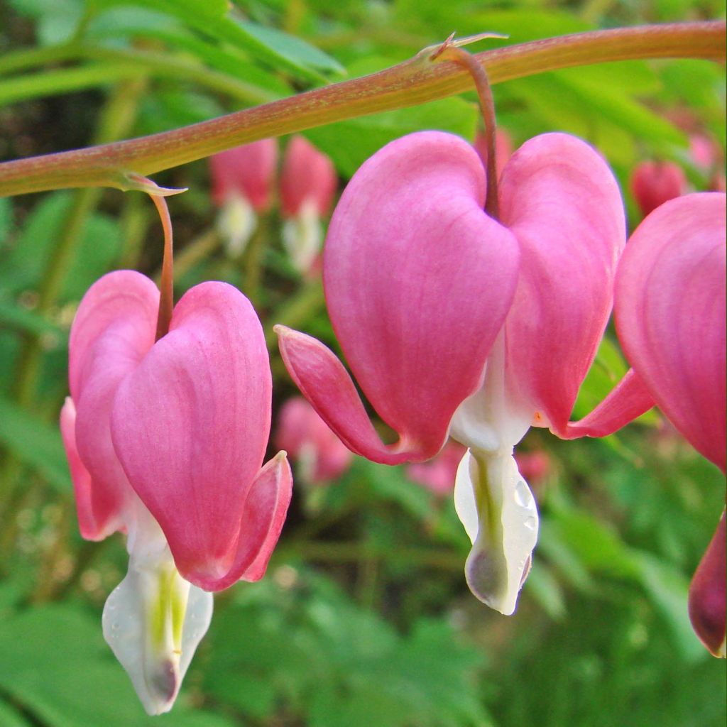 Dicentra spectabilis - Bleeding Heart