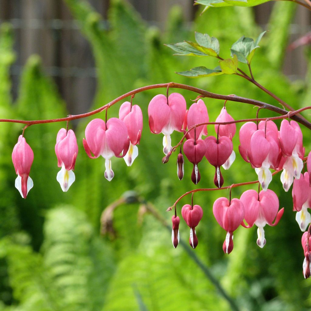 Dicentra spectabilis - Bleeding Heart