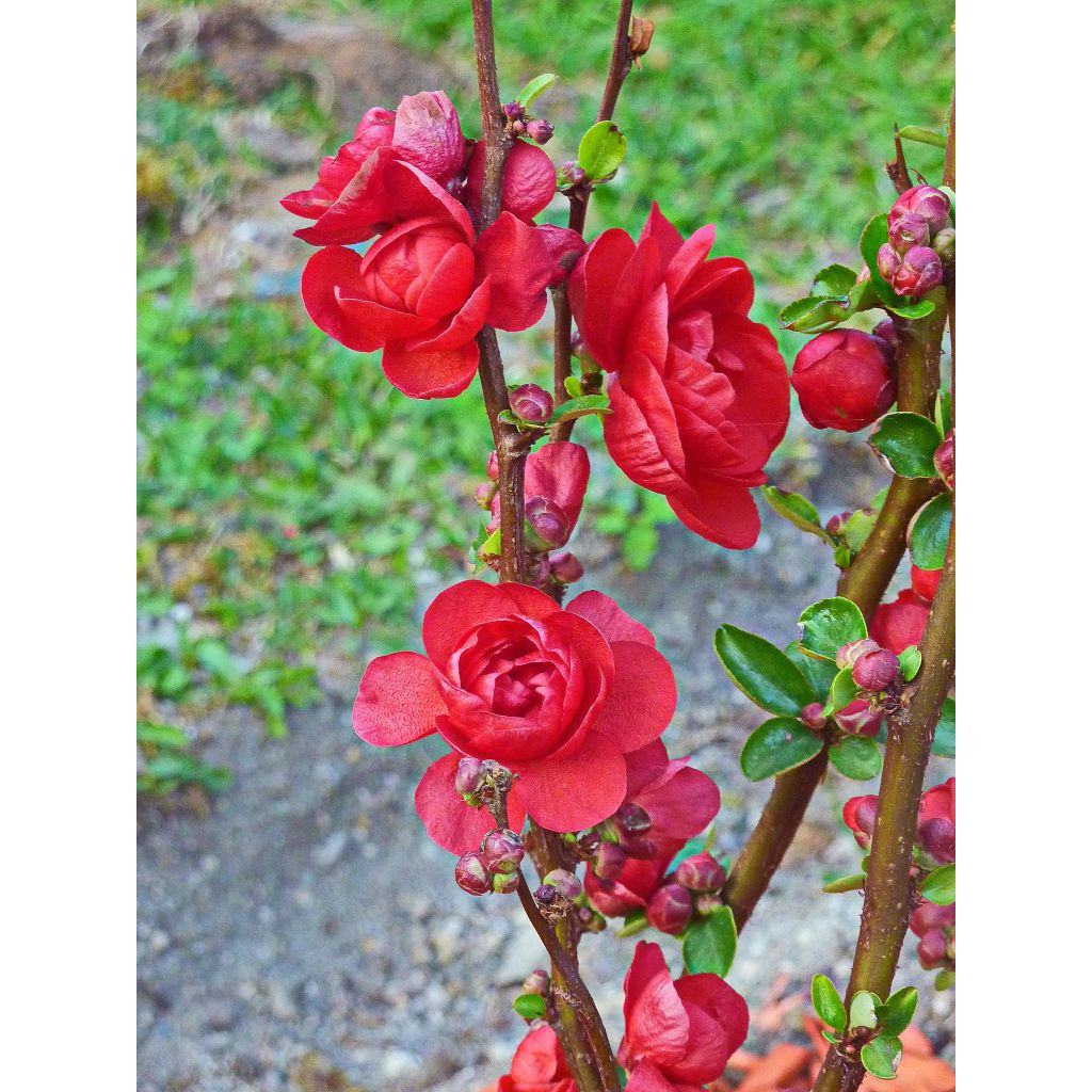 Chaenomeles speciosa Scarlet Storm - Flowering Quince