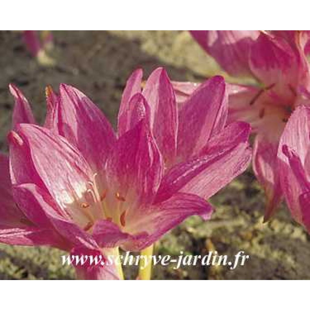 Colchicum Autumn Queen - Autumn crocus