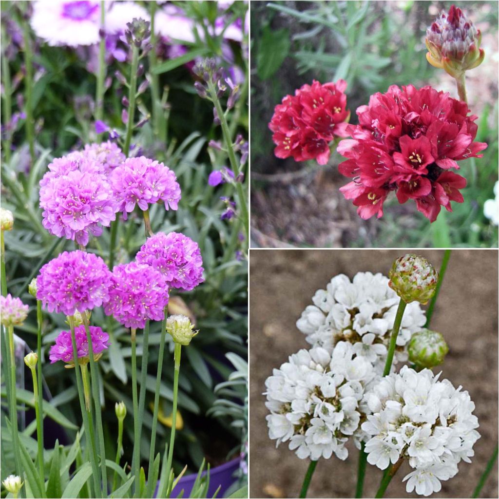 Collection of 3 Armeria pseudarmeria Ballerina