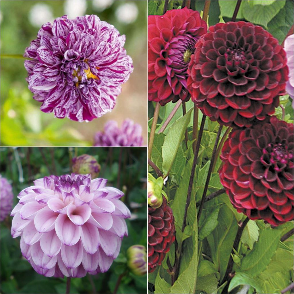 Collection of 3 ball dahlias, cool shades