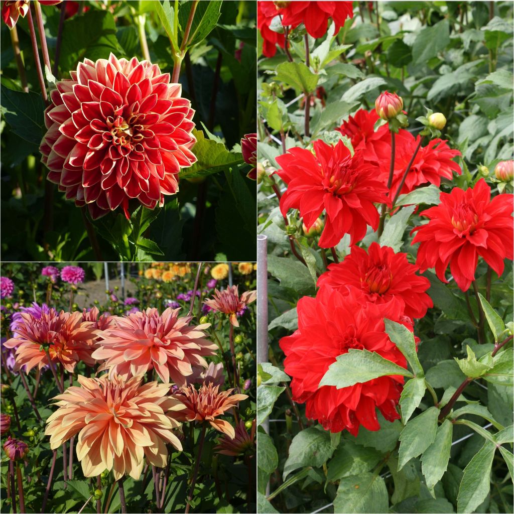 Collection of 3 colossal decorative dahlias, warm tones