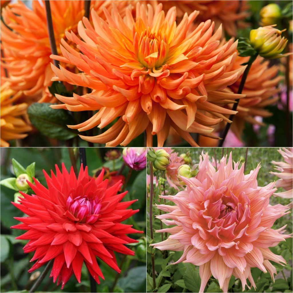 Collection of 3 semi-cactus dahlias, warm tones