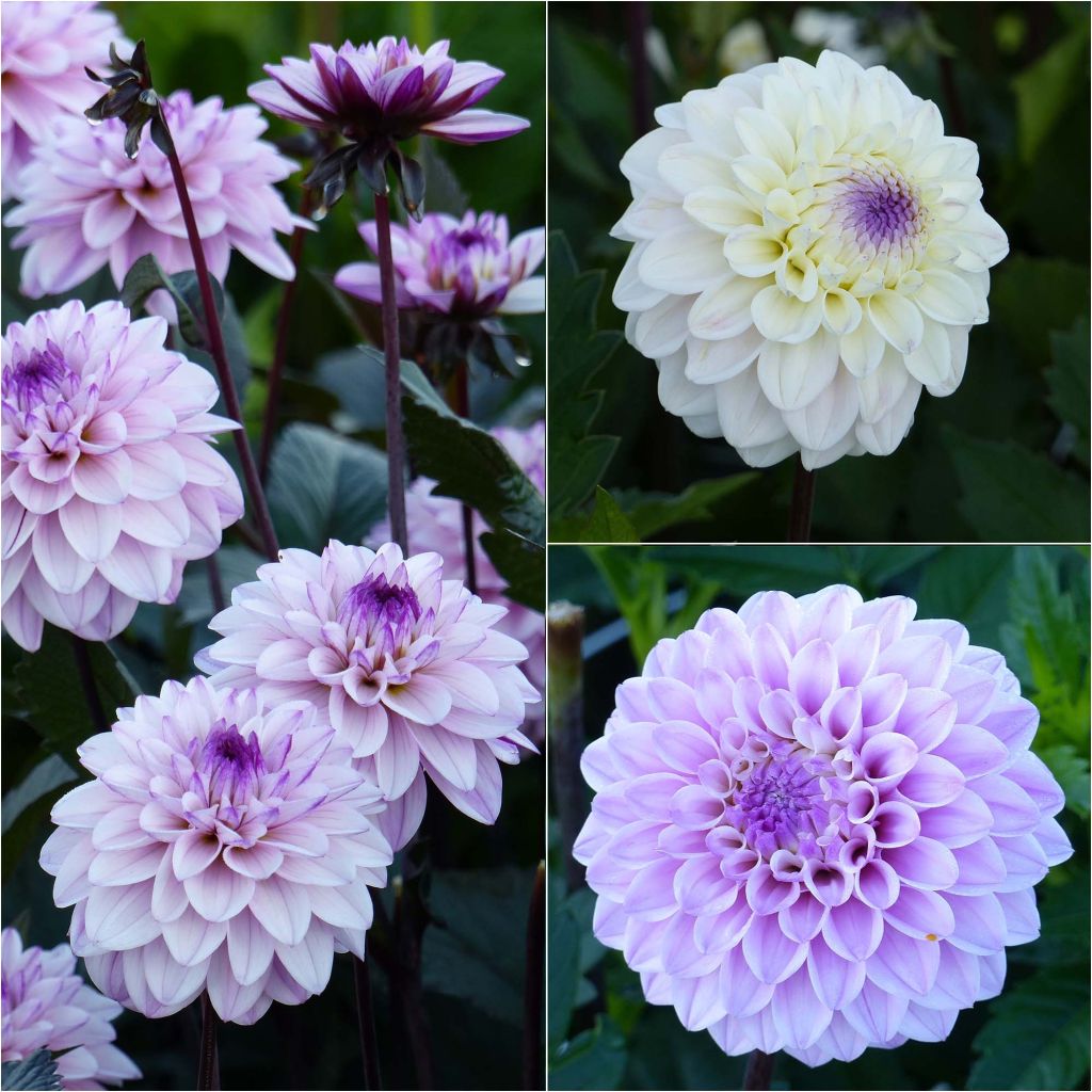 Collection of Three Dahlia Seniors